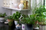 Sedmero rad pro bylinkovou zahrádku za oknem
