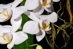 Konec zimy patří orchidejím
