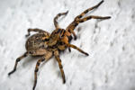 Strach a fobie z pavouků